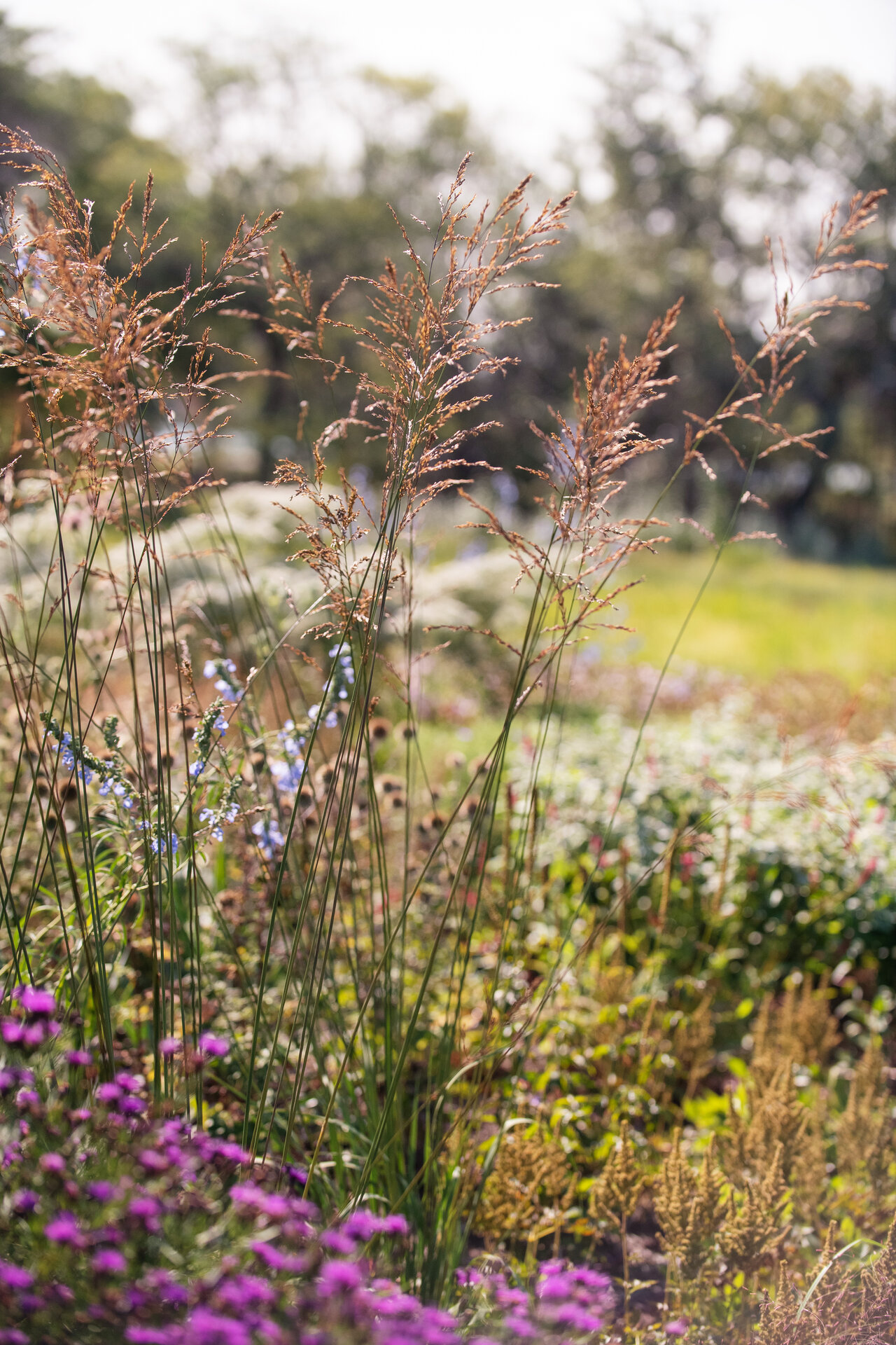 Molinia arundinacea 'Crystal Veil'